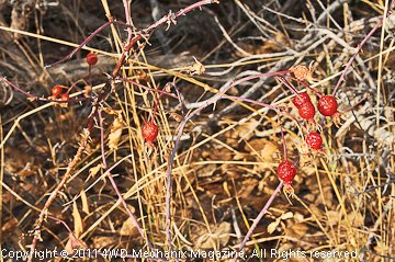 Wild flora at Nevada's High Country