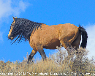 Aging and Wise Stallion